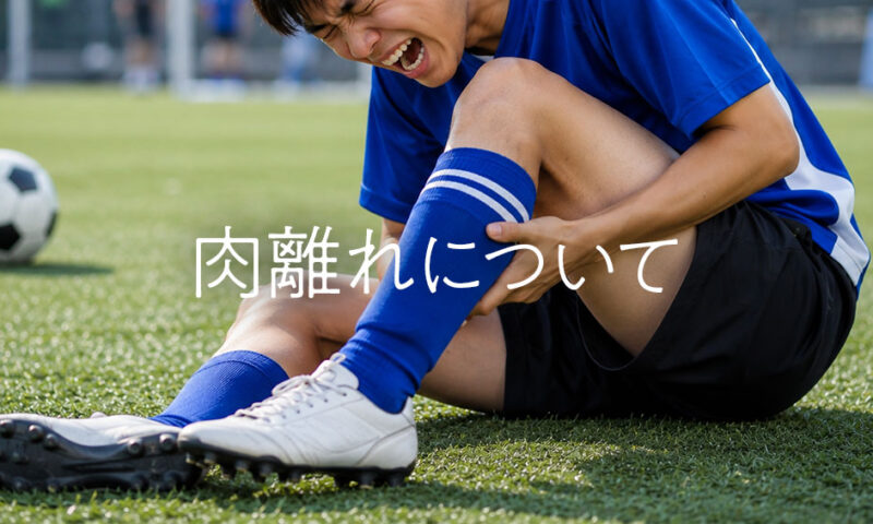 肉離れについて